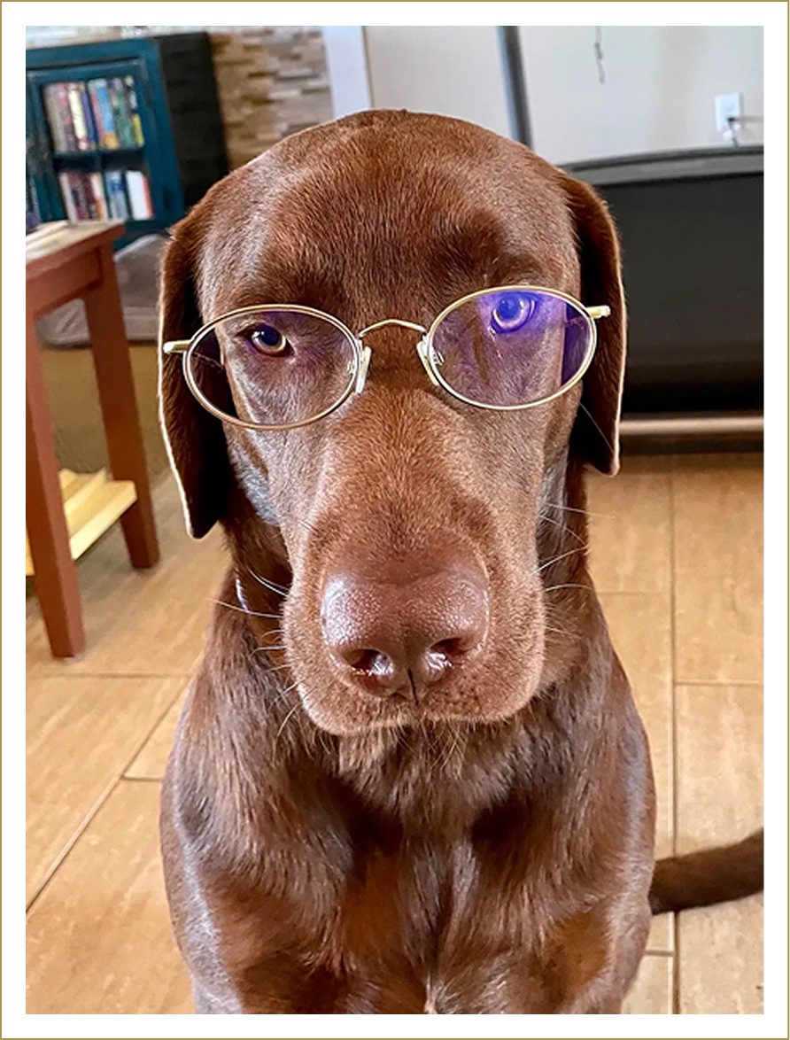 Chocolate Labrador wearing eyeglasses, looking attentively.